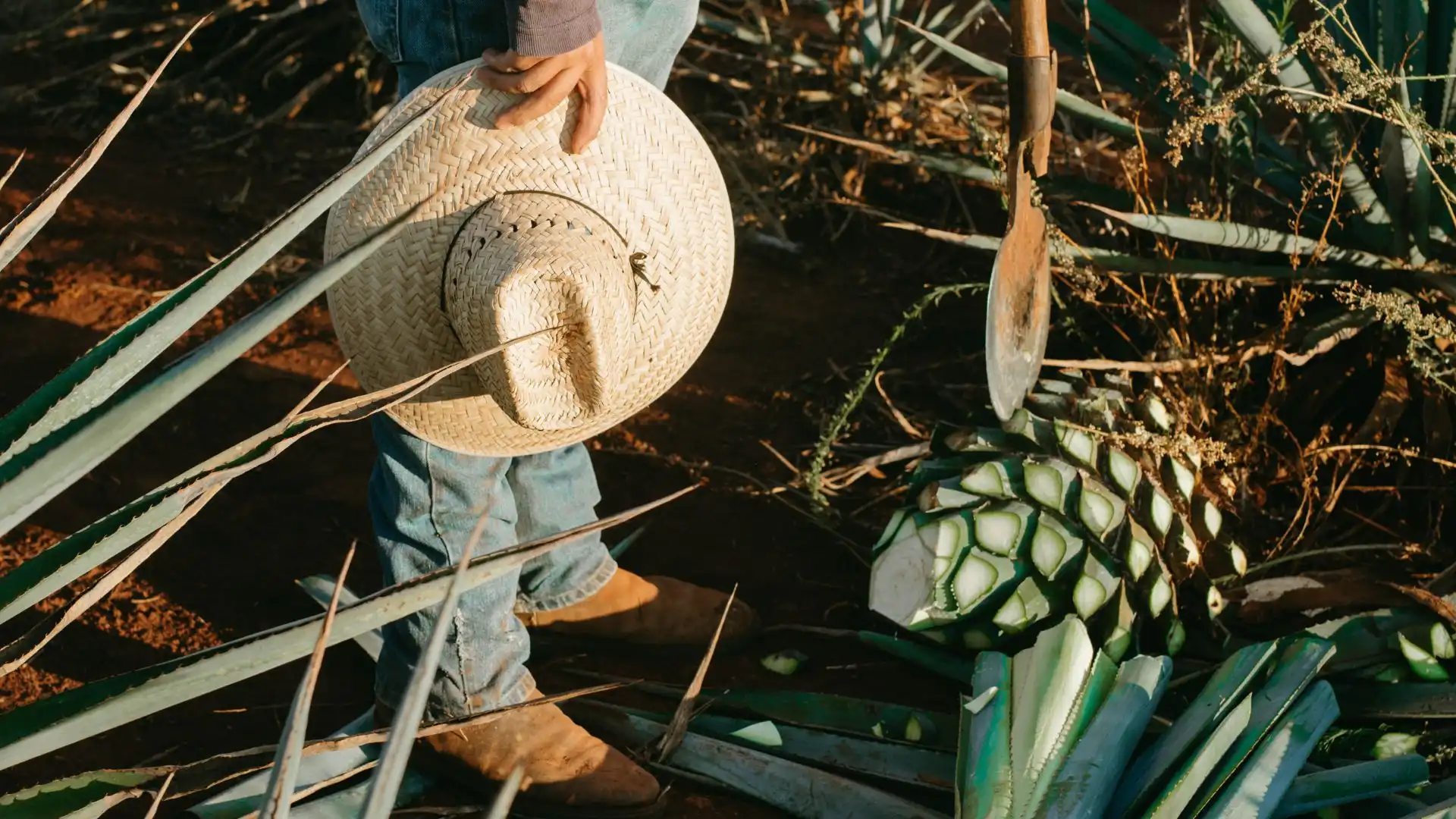 A jimador working in an agave field